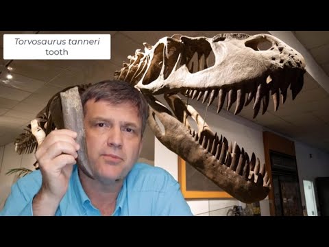 Dr. Brian Curtice, dinosaur paleontologist discusses the Torvosaurus tooth cast exclusively offered by Fossil Crates.