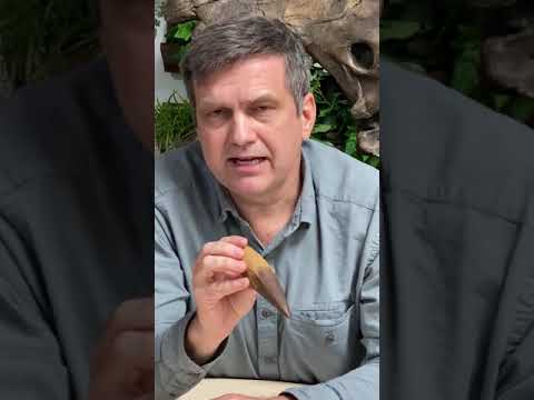 Spinosaurus tooth cast video Dr. Brain Curtice