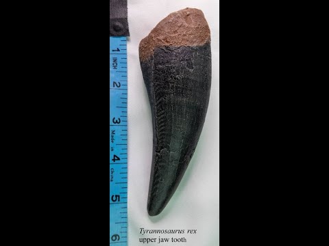 Video of paleontologist Dr. Brian Curtice discussing a Tyrannosaurus rex upper jaw tooth