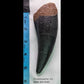 Video of paleontologist Dr. Brian Curtice discussing a Tyrannosaurus rex upper jaw tooth