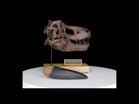 360 view of the T. rex Scaled Skull with an over 5-inch Tyrannosaurus rex tooth cast