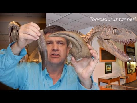 Dr. Brian Curtice, dinosaur paleontologist, announces the Fossil Crates Torvosaurus King of the Jurassic crate includes exclusive Torvosaurus hand claw cast and Torvosaurus tooth cast.