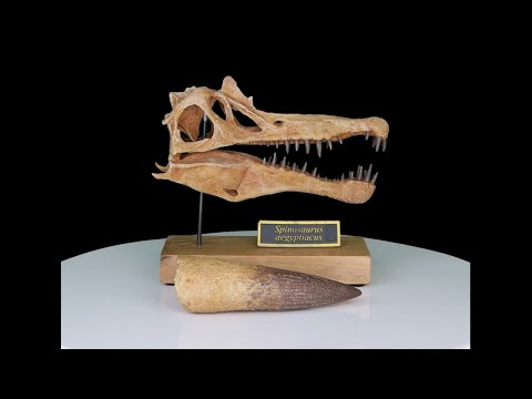Spinosaurus Scaled Skull with 5-inch Tooth Cast