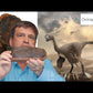 Fossil Crates' Dr. BC, dinosaur paleontologist, introduces the Oviraptorid egg and Anzu hand claw crate