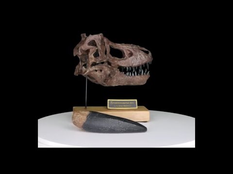 Tyrannosaurus rex Scaled Skull with 5-inch Tooth Cast