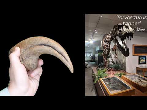 Dr. Brian Curtice, dinosaur paleontologist, discusses the Torvosaurus hand claw cast exclusively offered by Fossil Crates.