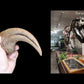 Dr. Brian Curtice, dinosaur paleontologist, discusses the Torvosaurus hand claw cast exclusively offered by Fossil Crates.