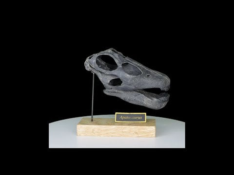 Apatosaurus "Brontosaurus" excelsus Scaled Skull