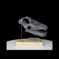 Apatosaurus "Brontosaurus" excelsus Scaled Skull