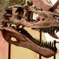 Life Size Daspletosaurus Skull Cast - Fossil Crates Dinosaur Skull