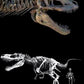 Life Size Daspletosaurus Skull Cast - Fossil Crates Dinosaur Skull
