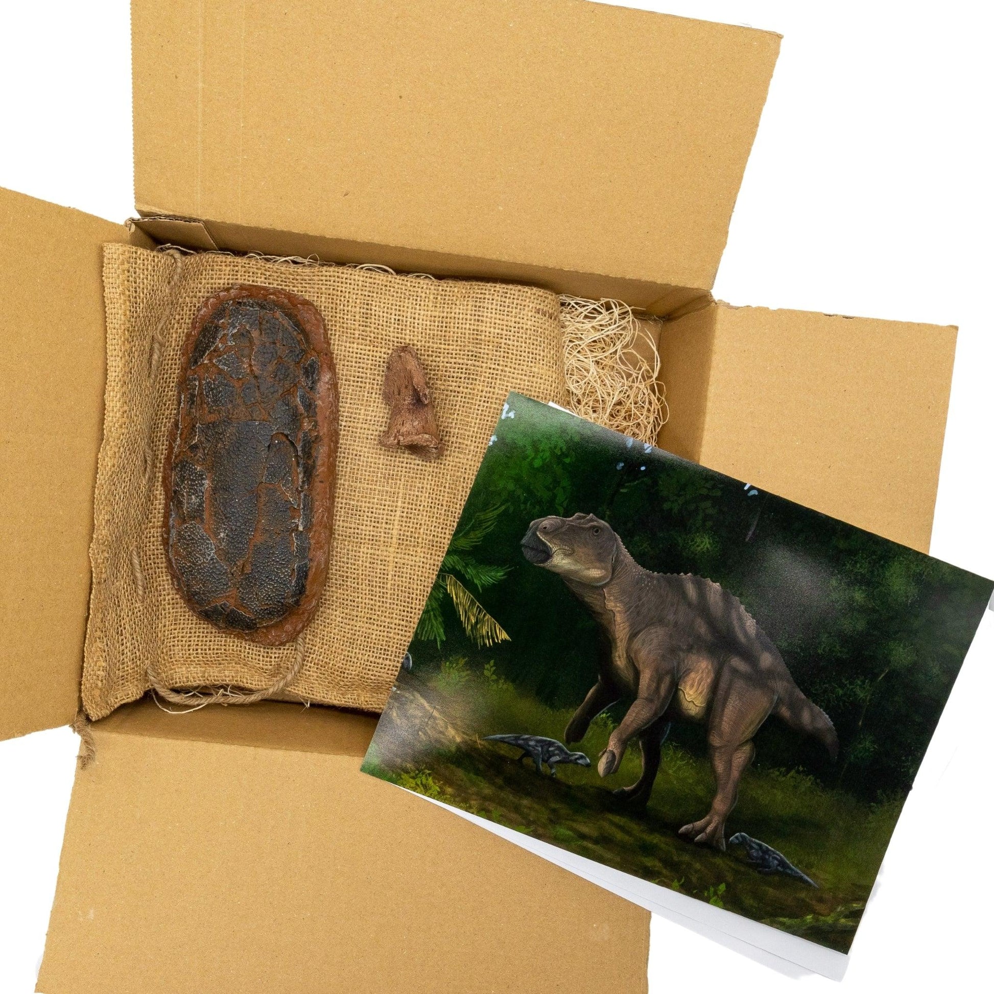 Maiasaura toe claw and oviraptorid egg Crate - Fossil Crates