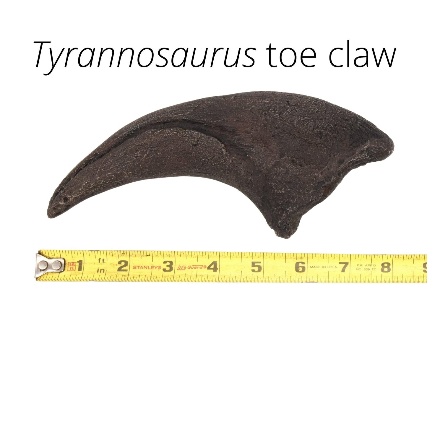 Massive Tyrannosaurus rex Toe Claw Cast and Artwork - Fossil Crates Rocks & Fossils