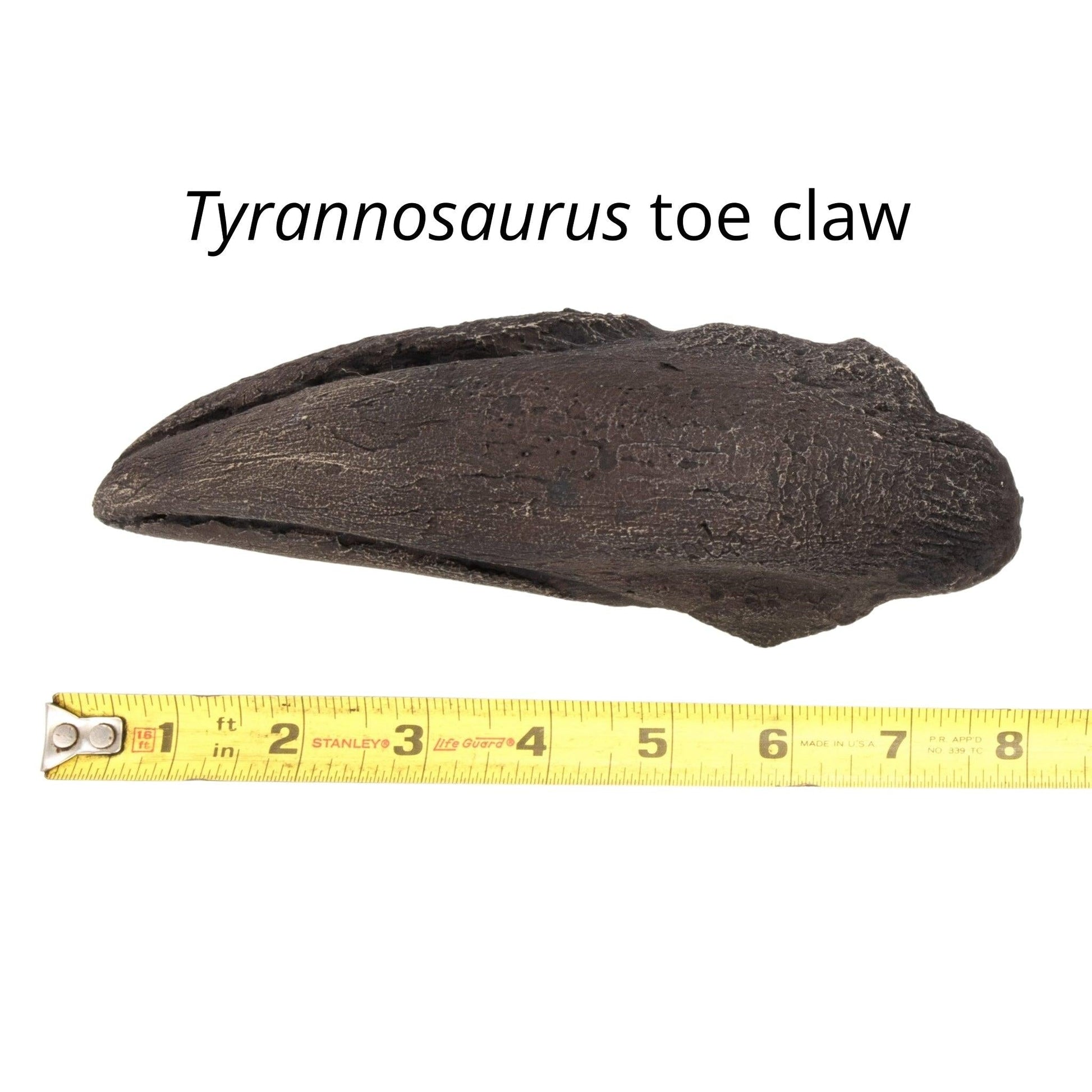 Massive Tyrannosaurus rex Toe Claw Cast and Artwork - Fossil Crates Rocks & Fossils