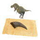 Massive Tyrannosaurus rex Toe Claw Cast and Artwork - Fossil Crates Rocks & Fossils