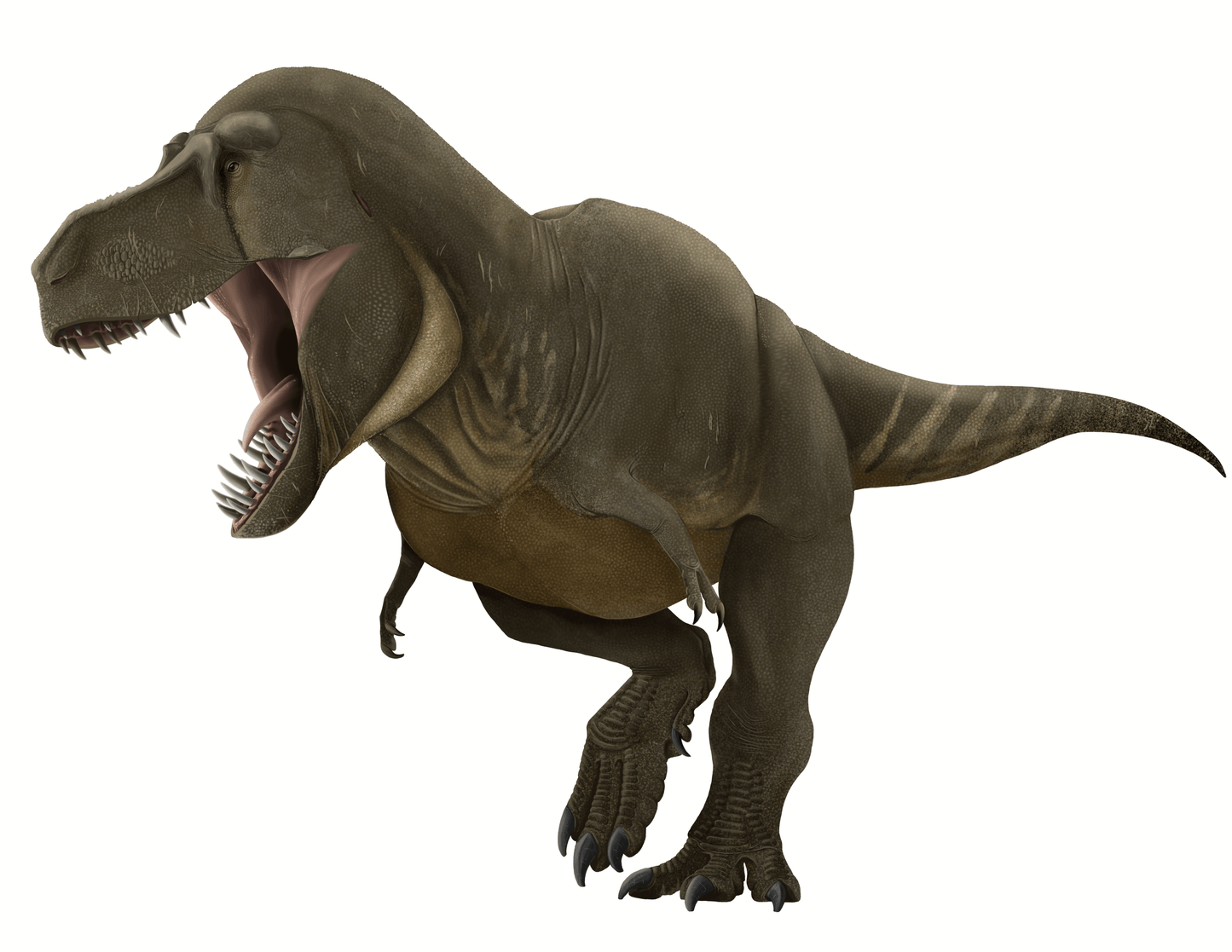 Massive Tyrannosaurus rex Toe Claw Cast and Artwork - Fossil Crates Rocks & Fossils