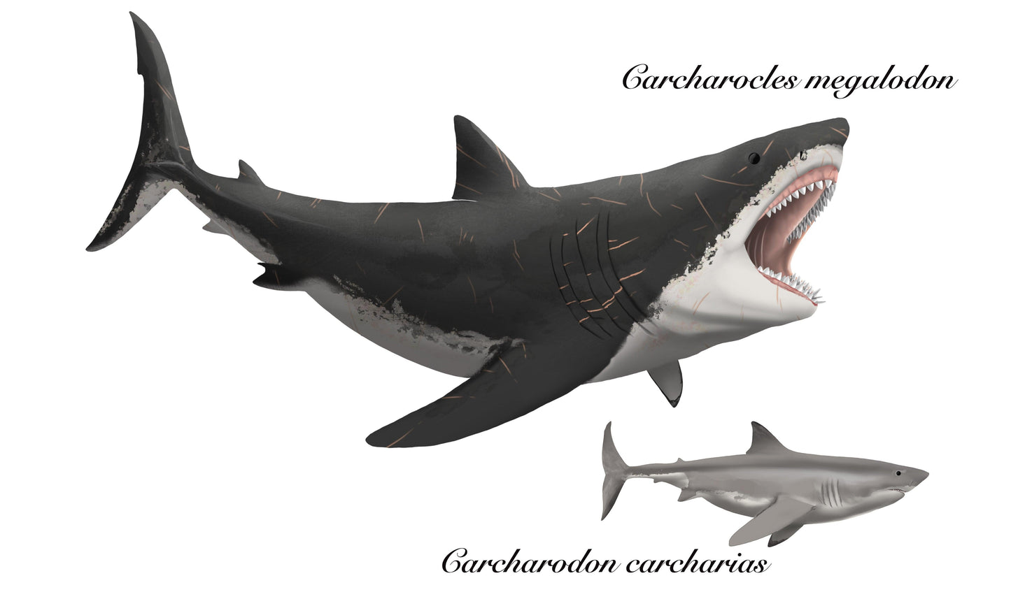 Paleoartwork of megalodon compared to a great white shark