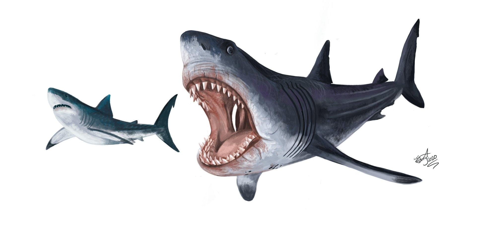 Megalodon Tooth Cast and Artwork - Fossil Crates