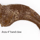 Mesozoic Monsters Crate: Anzu hand claw cast