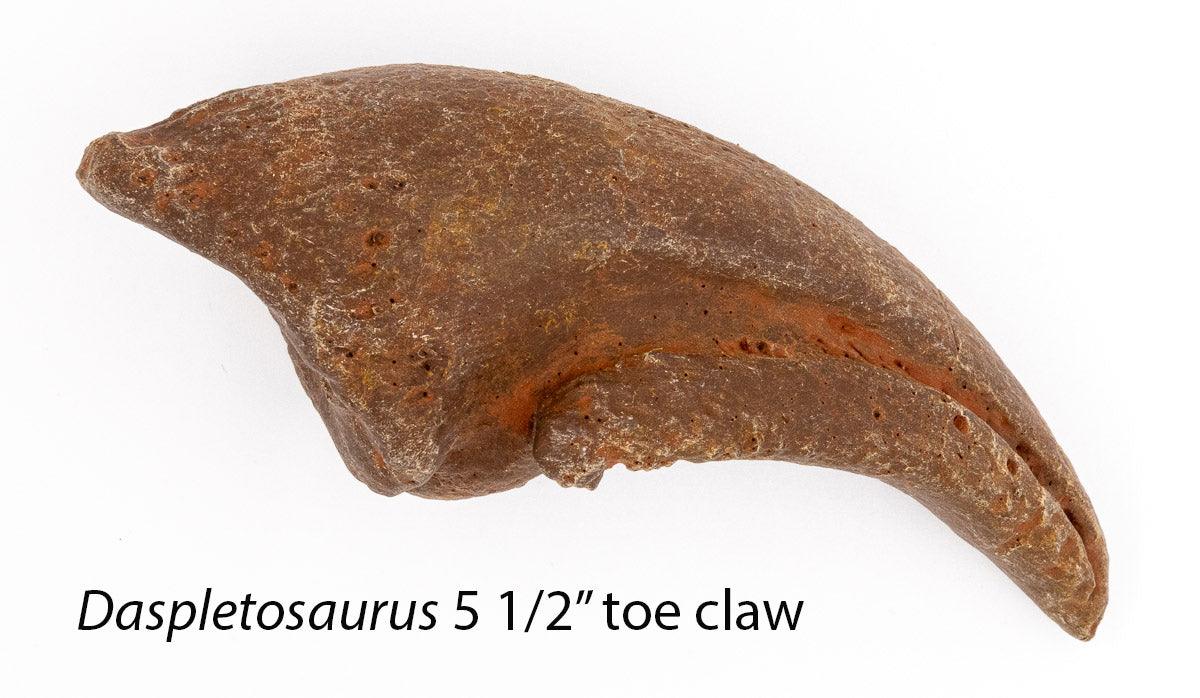Mesozoic Monsters Crate: Daspletosaurus toe claw cast