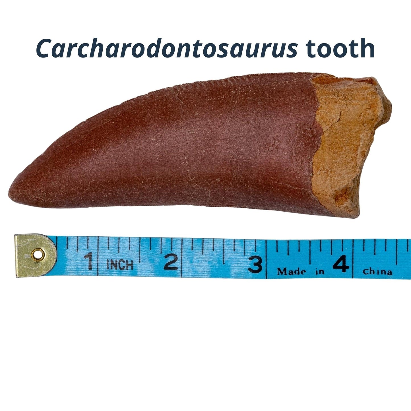Mesozoic Monsters Crate : Carcharodontosaurus tooth cast