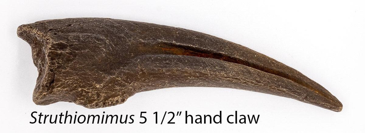 Mesozoic Monsters Crate: Stuthiomimus hand claw cast