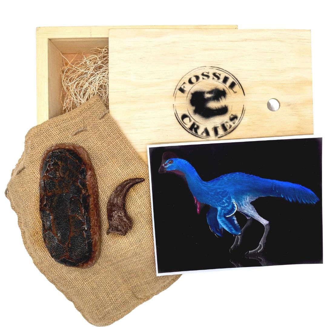 Oviraptorid egg cast and Anzu Hand Claw Cast Wooden Crate