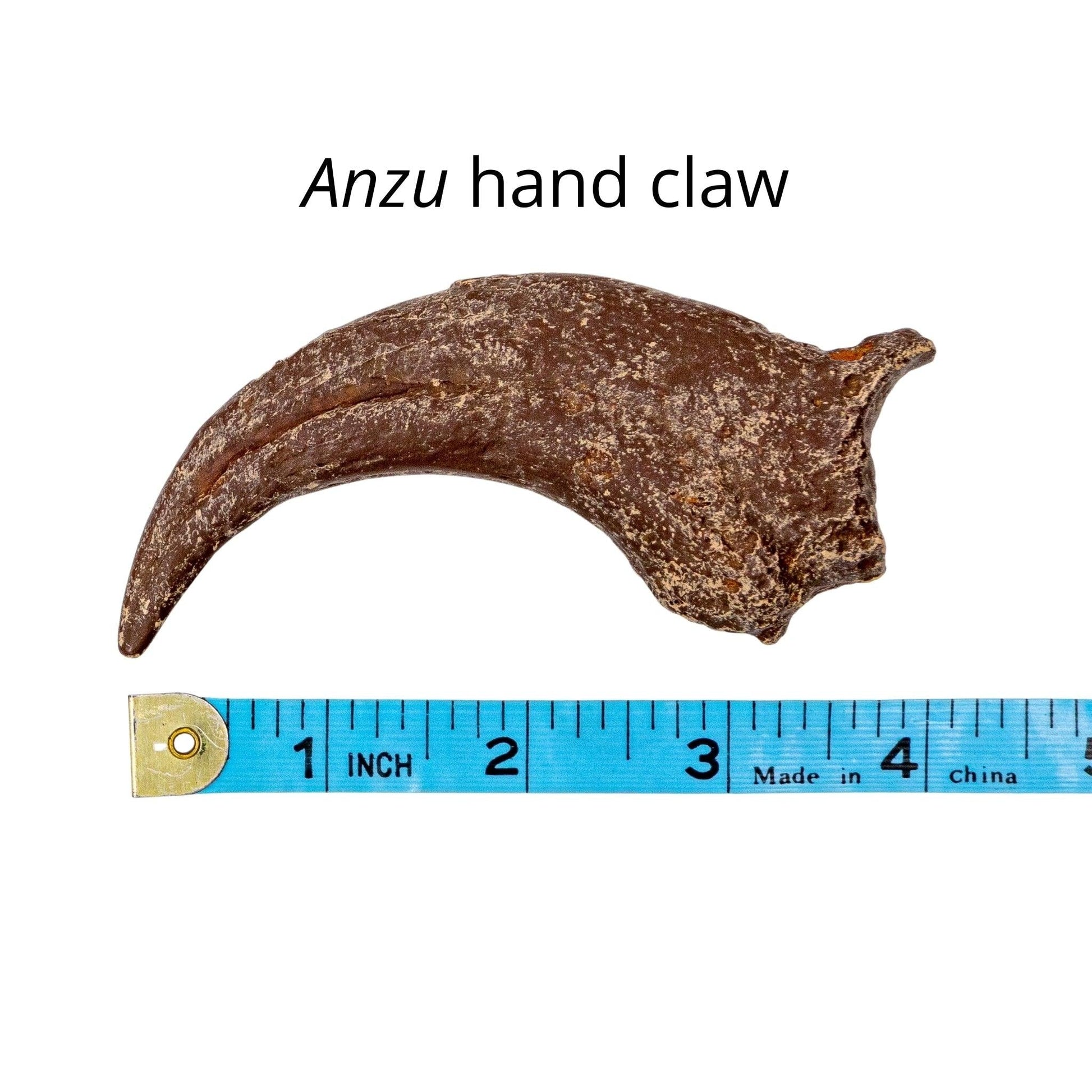 Oviraptorid egg cast and Anzu hand claw cast - Fossil Crates Dinosaur egg cast