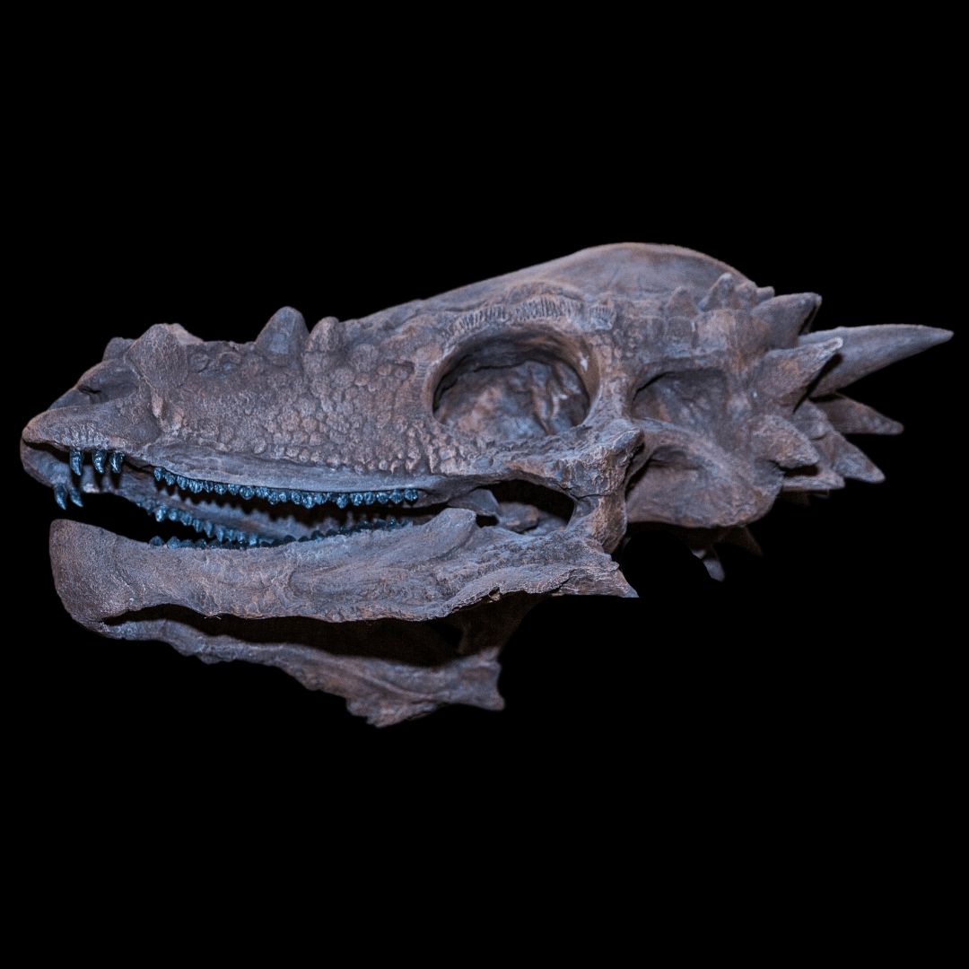 Pachycephalosaurus Skull Cast - Fossil Crates Pachycephalosaurus skull cast