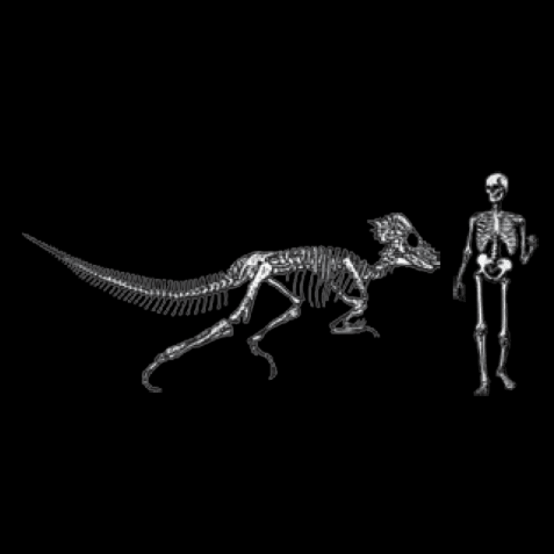 Pachycephalosaurus Skull Cast - Fossil Crates Pachycephalosaurus skull cast