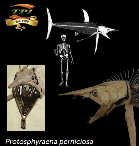 Protosphyraena Skull Cast, a "Sword Fish" of Sorts! - Fossil Crates TPISkull