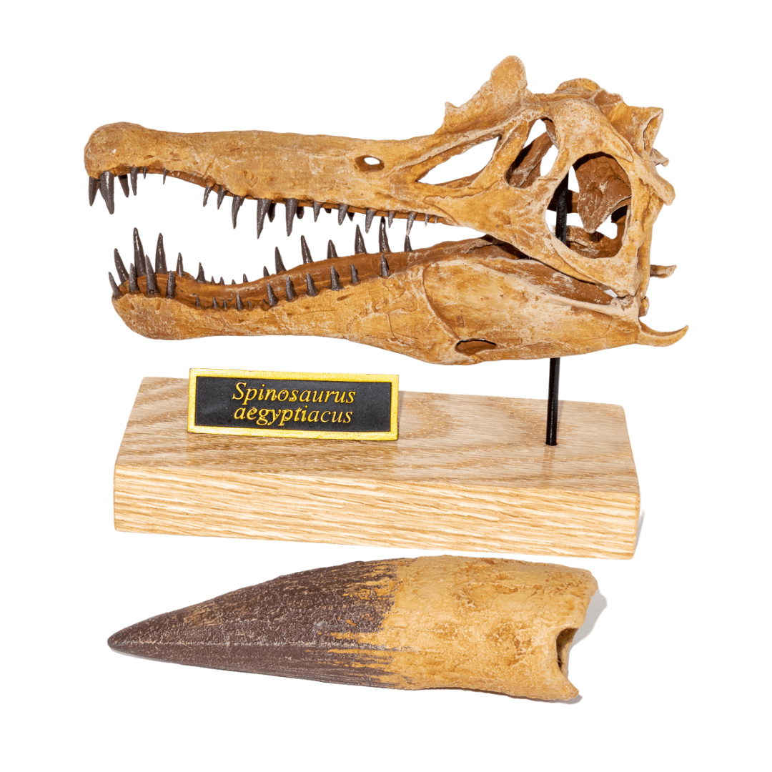 Spinosaurus aegyptiacus Scaled Skull - Fossil Crates Spinosaurus scaled skull