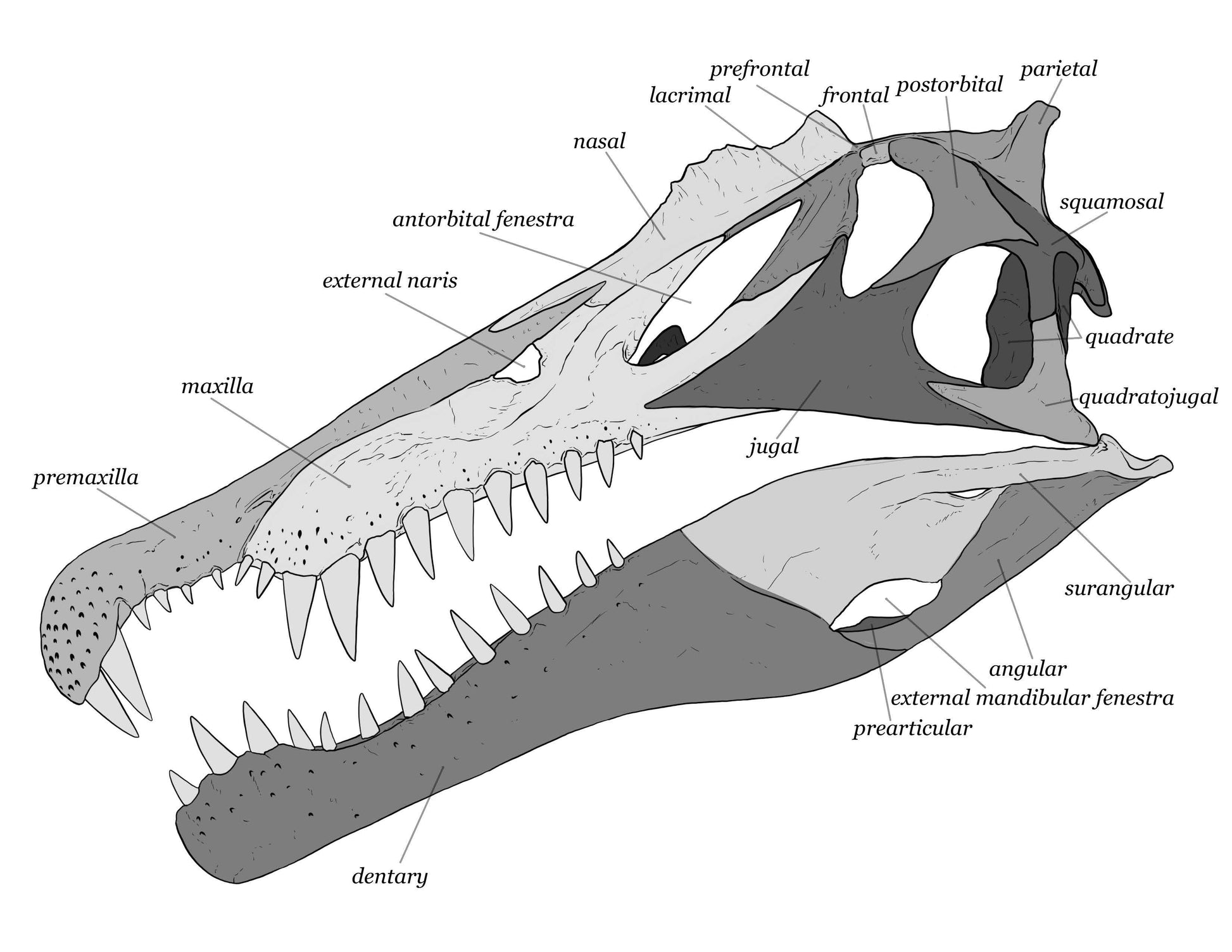 Spinosaurus aegyptiacus Scaled Skull - Fossil Crates Spinosaurus scaled skull