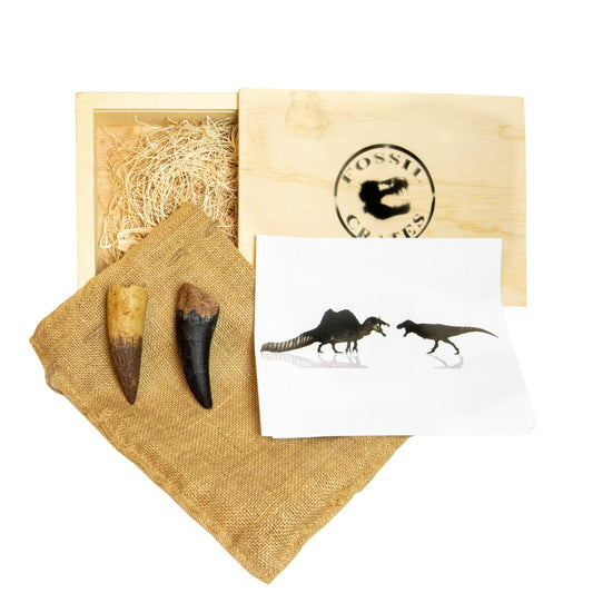 Spinosaurus vs Tyrannosaurus Crate - Fossil Crates Dinosaur teeth casts