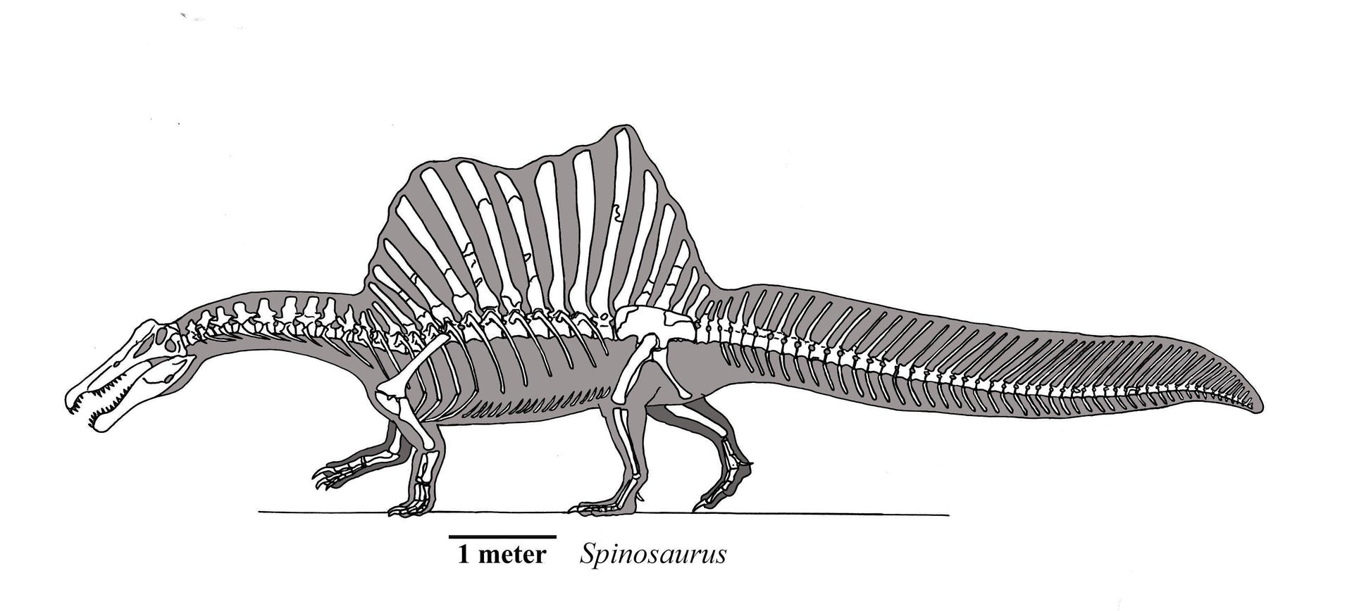 spinosaurus vs t rex drawing