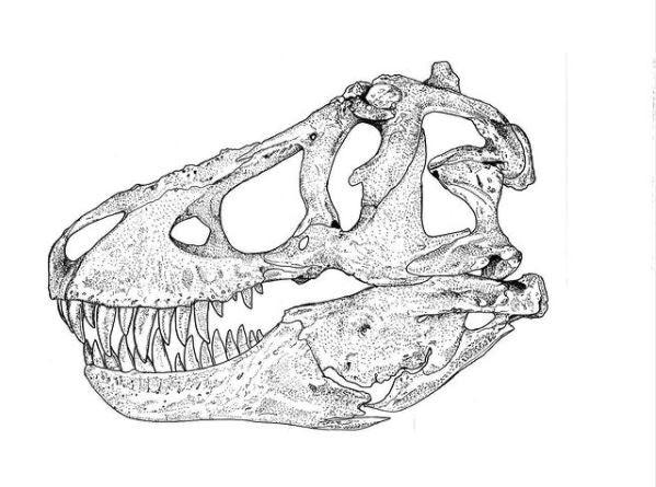 Spinosaurus vs Tyrannosaurus Scaled Skulls: comes with 5" teeth casts! - Fossil Crates Dinosaur Scaled Skulls