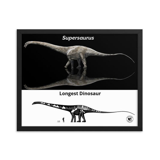 Supersaurus Longest Dinosaur Commemorative Framed Photo Paper Poster - Fossil Crates Dinosaur Poster