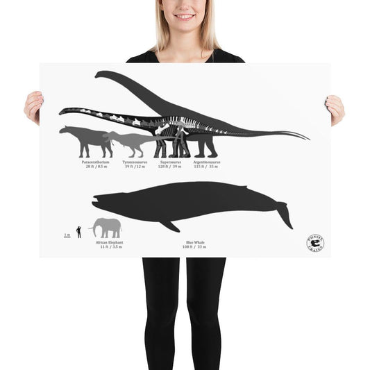 Supersaurus - Longest Dinosaur Poster - Fossil Crates Supersaurus Poster