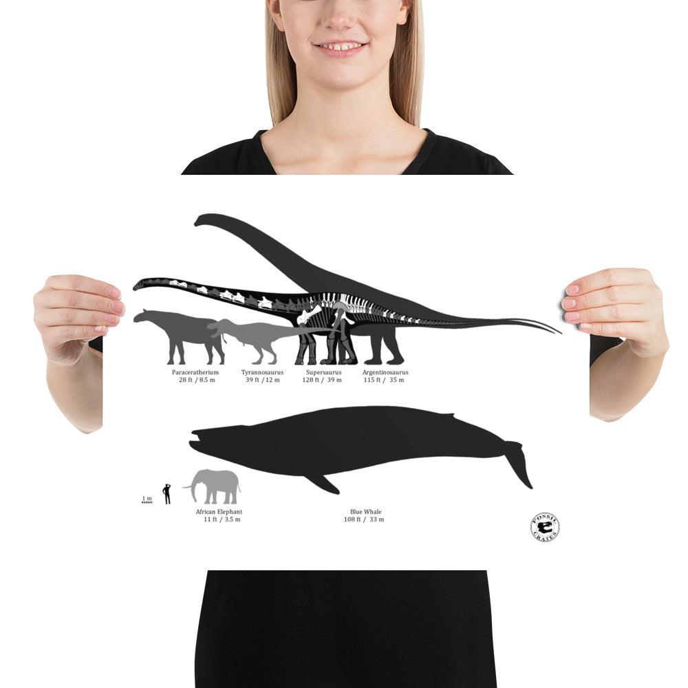 Supersaurus - Longest Dinosaur Poster - Fossil Crates Supersaurus Poster