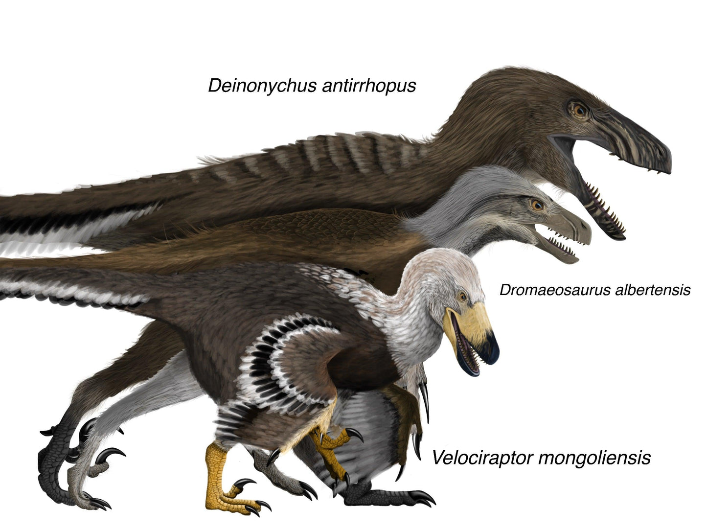 The Raptor Crate! Velociraptor, Deinonychus, Dromaeosaurus - Fossil Crates Dinosaur crate