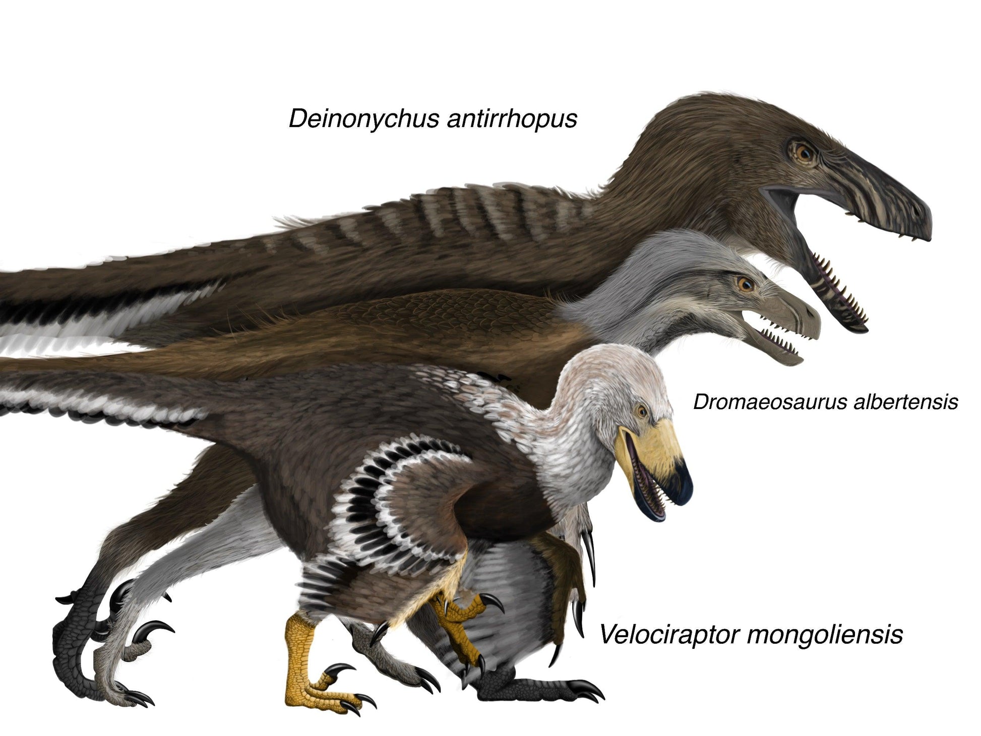 Deinonychus (Deinonychus antirrhopus) Dimensions & Drawings