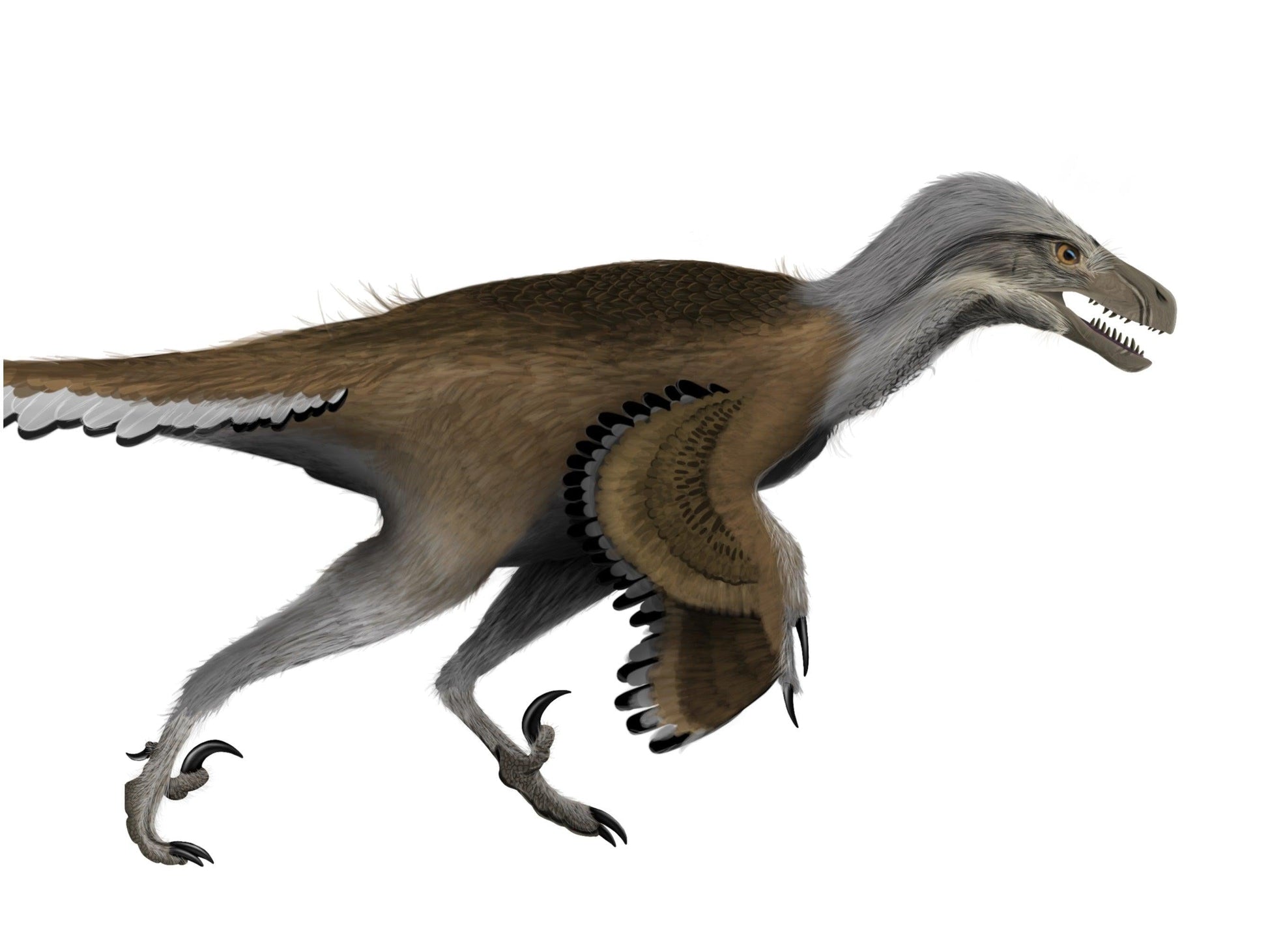 Deinonychus The Raptor That Terrorized Cretaceous North America