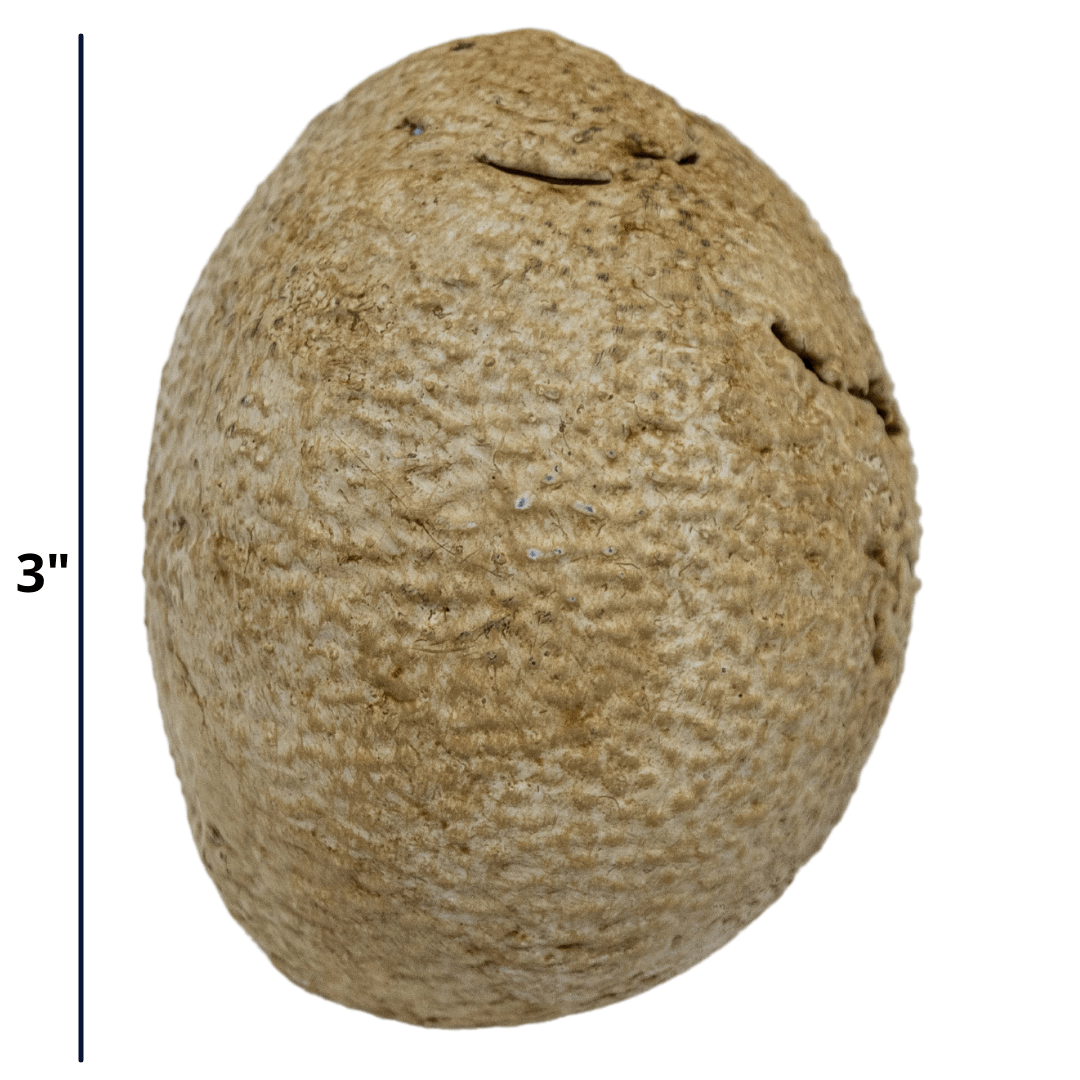 Theropod Egg Cast and Artwork - Fossil Crates Dinosaur Egg Cast