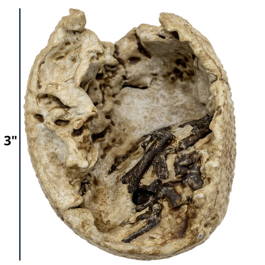 Theropod Egg Cast and Artwork - Fossil Crates Dinosaur Egg Cast