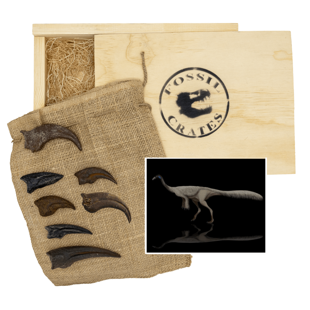 Toothless Terrors Crate - Anzu, Ornithomimus, Struthiomimus - Fossil Crates Rocks & Fossils