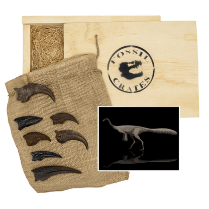 Toothless Terrors Crate - Anzu, Ornithomimus, Struthiomimus - Fossil Crates Rocks & Fossils