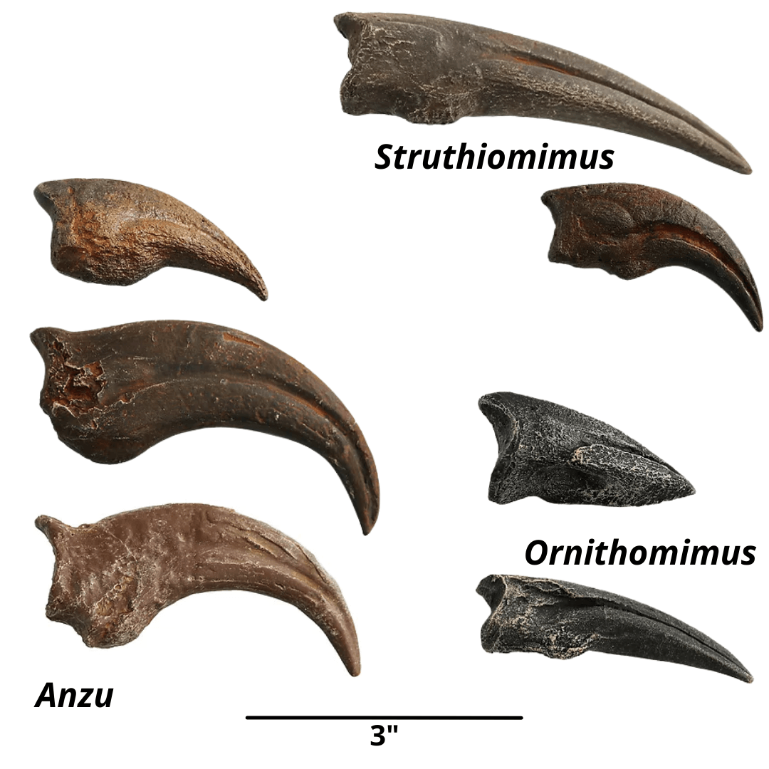 Toothless Terrors Crate - Anzu, Ornithomimus, Struthiomimus - Fossil Crates Rocks & Fossils