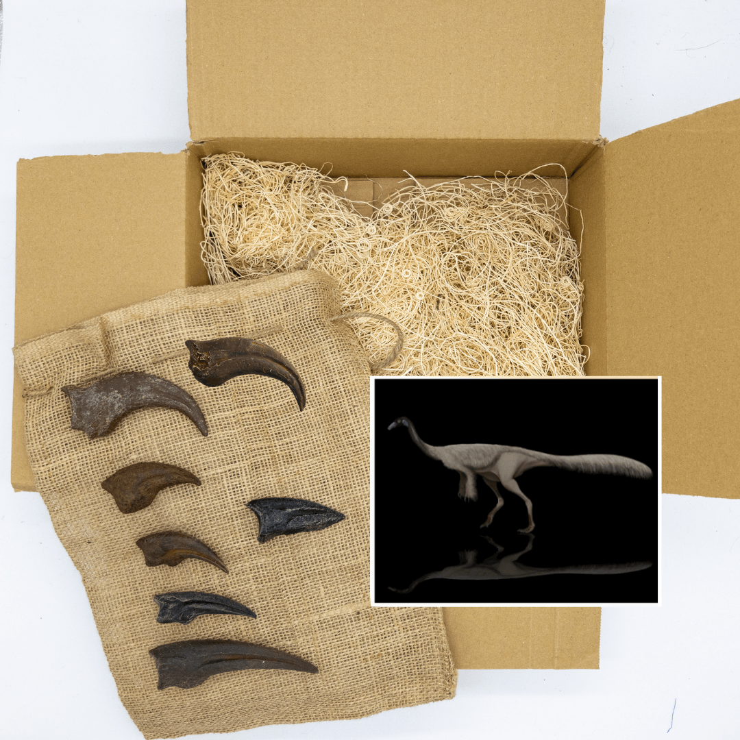 Toothless Terrors Crate - Anzu, Ornithomimus, Struthiomimus - Fossil Crates Rocks & Fossils