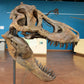 T. rex Life-Size Skull Cast