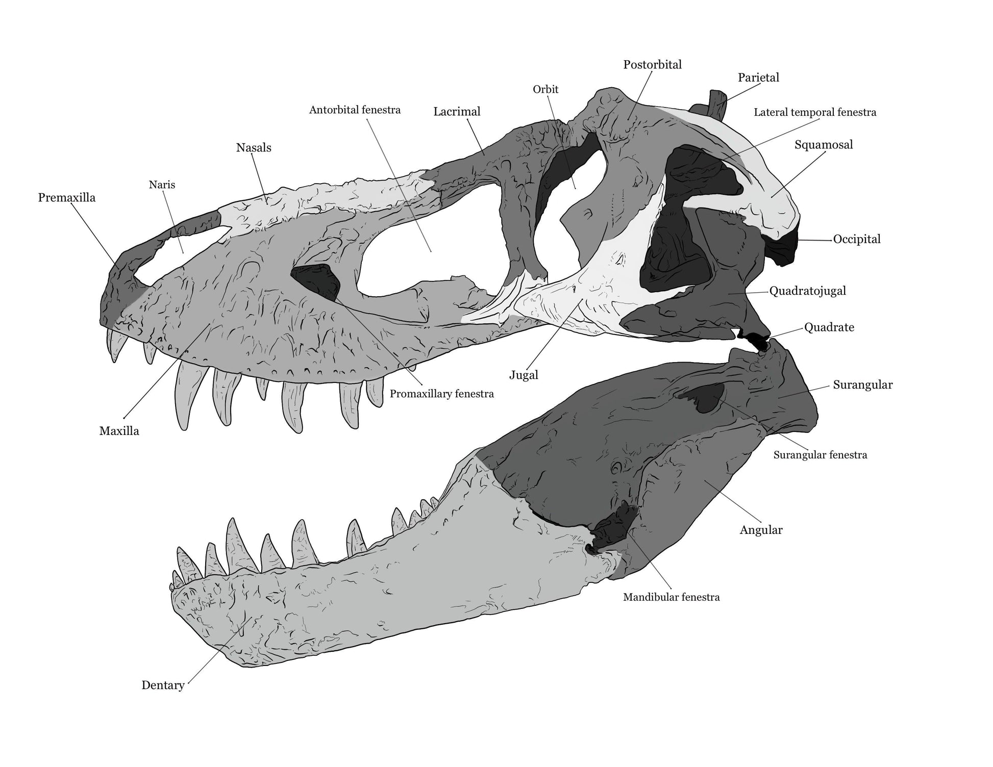 Total T. rex - Fossil Crates